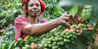 Coffee farmer