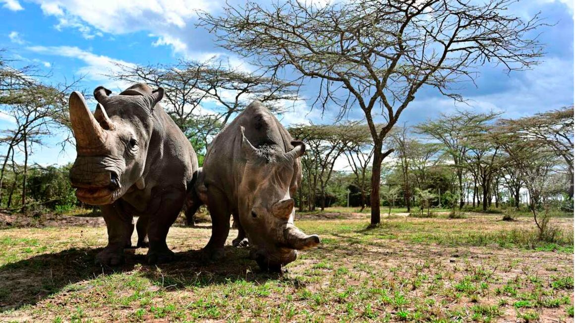 White rhinoceros