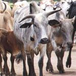 Cows.