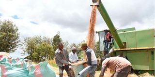 wheat harvesting in Moiben