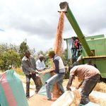 wheat harvesting in Moiben