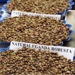 Uganda coffee.