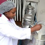 An employee at a milk collection centre in Kenya.