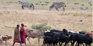 Maasai