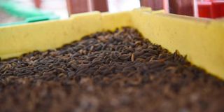 Black fly larvae