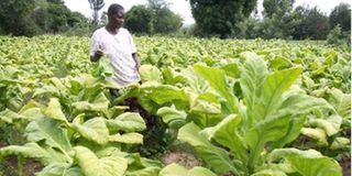 Tobacco crop