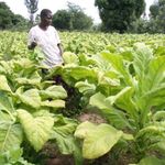 Tobacco crop