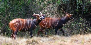 Mountain bongo.