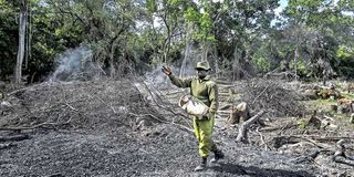 A ranger disperses seeds at an indigenous forest destroyed by charcoal makers.