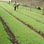 Farming.