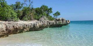 A coral reef near the Msasani Slipway