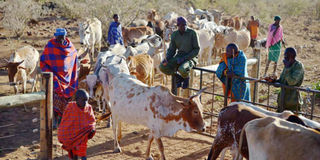 African pastoralists herding their cows.