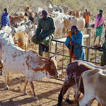 African pastoralists herding their cows.