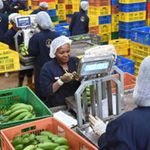 Workers at Kenyan-based Twiga Foods Ltd.