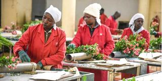 Workers at a farm in Kenya sort flowers for export to Europe.