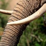 Elephant.