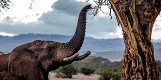 Elephant.