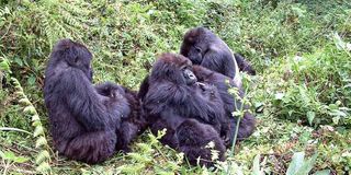 Gorillas at the Mgahinga National Park.