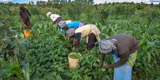 Bean harvesting in Machakos, Kenya.