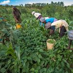 Bean harvesting in Machakos, Kenya.