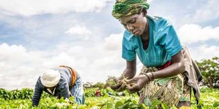 Women harvest French beans for export in Taita Taveta, coastal Kenya.