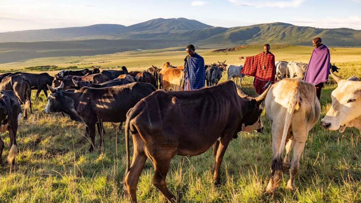 ngorongoro