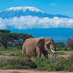 kilimanjaro