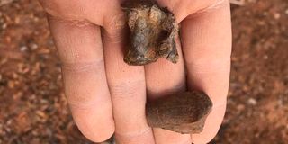 Oldest dinosour discovered in Zimbabwe