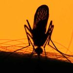 Mosquito