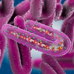 Marburg virus