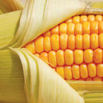 GMO