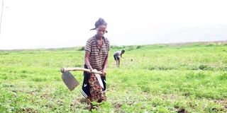 A farmer from Awash Valley tills her land.