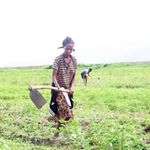 A farmer from Awash Valley tills her land.