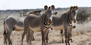 Grevy Zebras