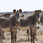 Grevy Zebras