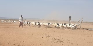 A pastoralist herds goats and sheep in Isiolo, northern Kenya.