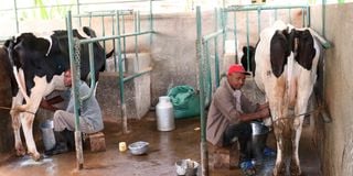 A farmer milking his cow in Embu, Kenya.