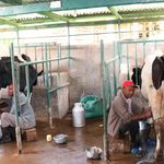 A farmer milking his cow in Embu, Kenya.