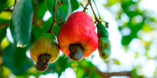 cashew nuts farming