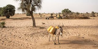 A donkey carries water containers near a dry riverbed