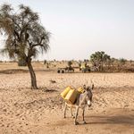 A donkey carries water containers near a dry riverbed