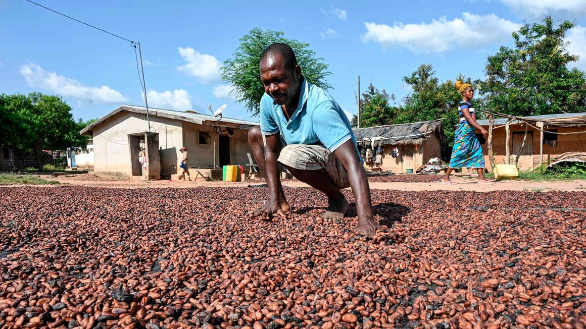 A farmer stirs his cocoa to dry