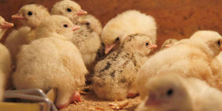 Day-old chicks