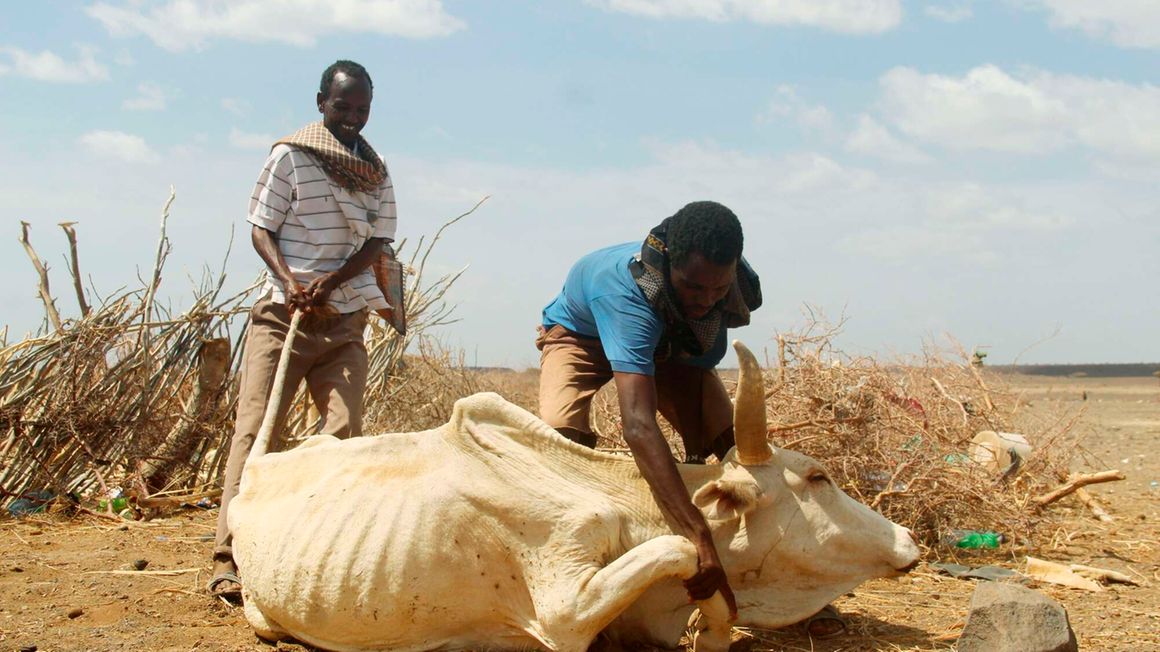 Herders assist an emaciated cow to stand