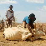 Herders assist an emaciated cow to stand