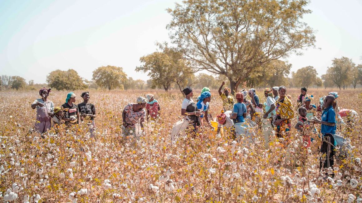 women pick cotton in a field outside Kita, Mali