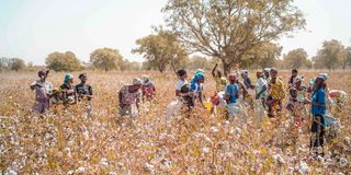 women pick cotton in a field outside Kita, Mali