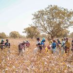 women pick cotton in a field outside Kita, Mali