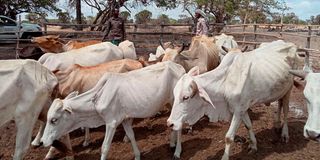 Pastoralist communities East Africa