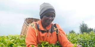 A Kenyan farmer picking tea